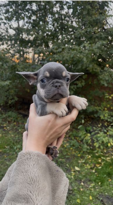 Голубий малюсінький хлопчик