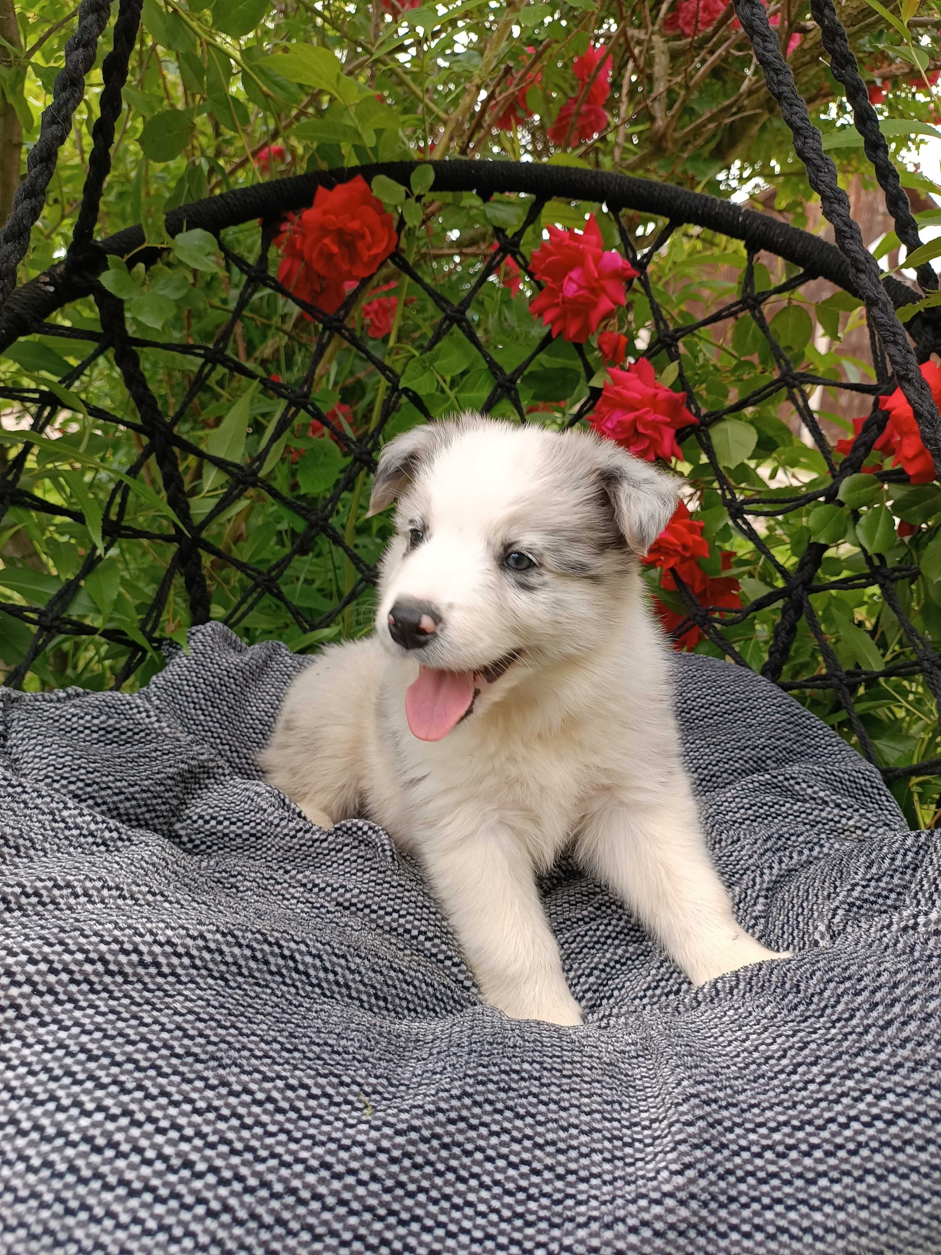 Border collie/ piesek / ZKwP