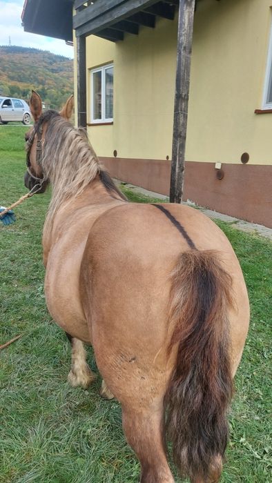 Kobylka zrebna 7 miesięcy