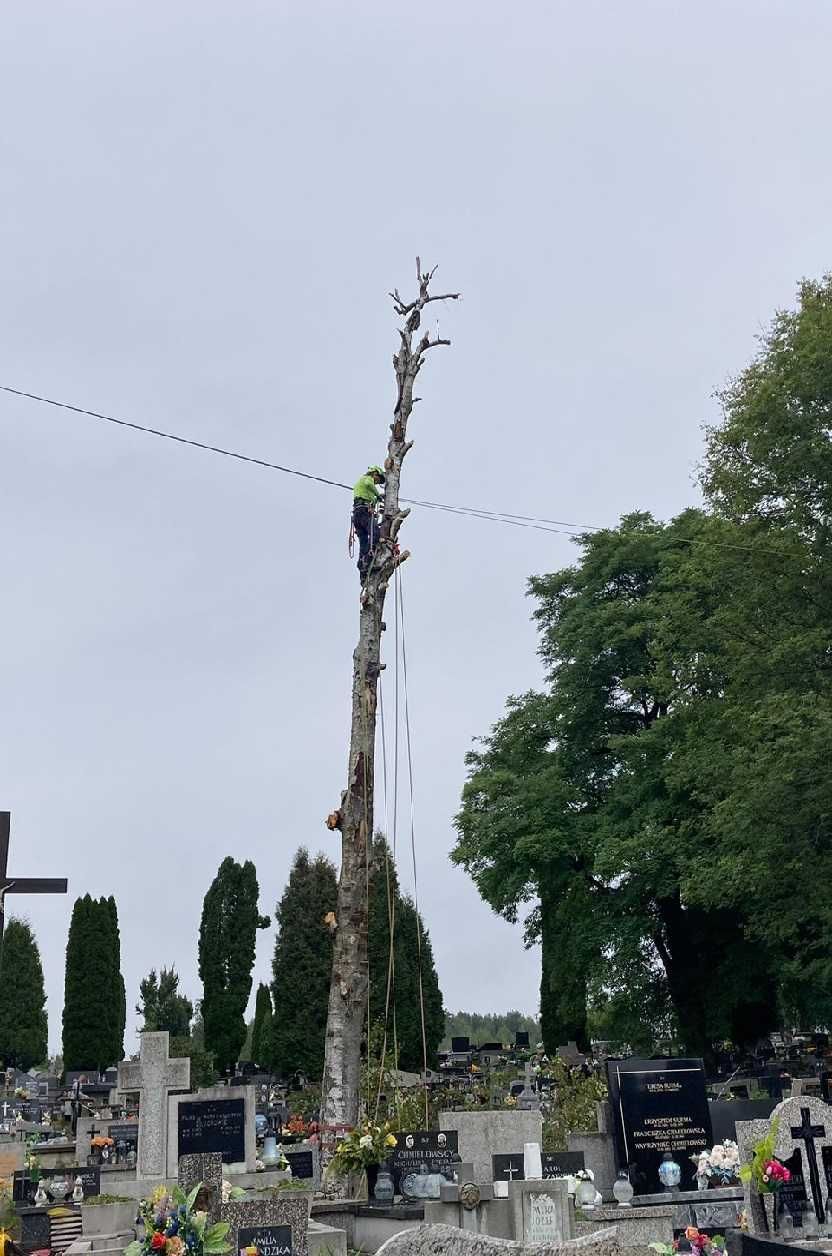 wycinka drzew, pielęgnacja drzew, utylizacja, frezowanie pni, CAŁY ROK