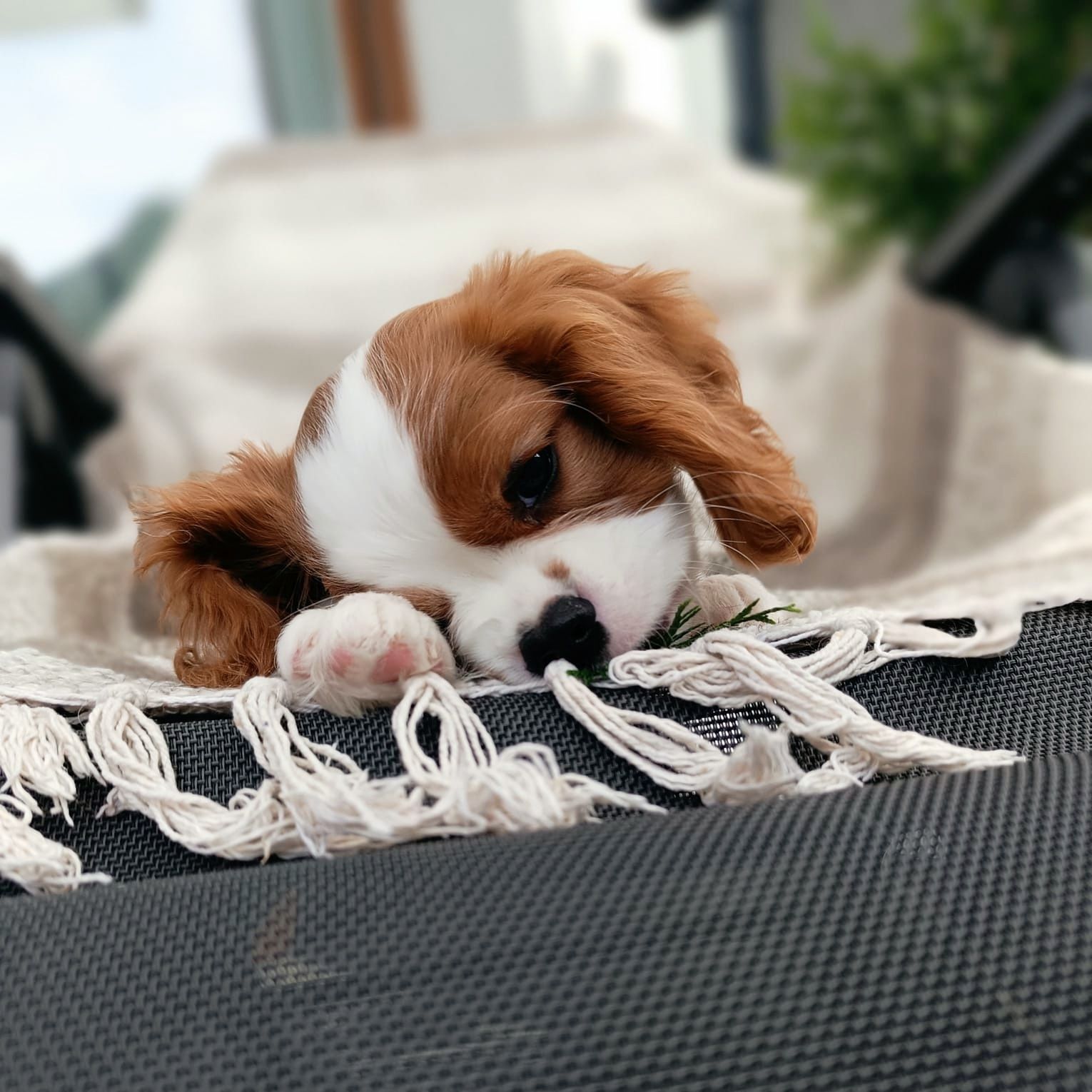 Szczeniaki Cavalier King Charles Spaniel FCI ZKwP