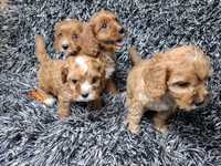 Cavapoo pudel cavalier