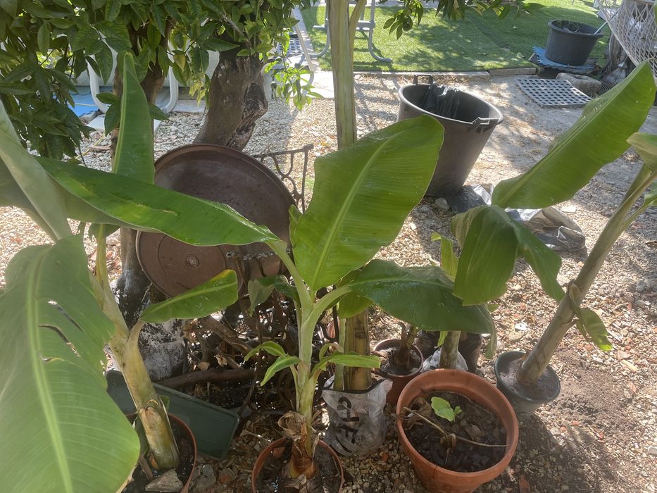 Mudas de bananeiras (varios tamanhos)