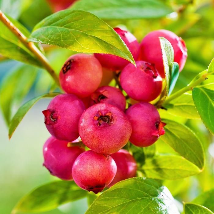 Borówka Różowa Pink Lemonade 60 cm DUŻE SADZONKI CAC