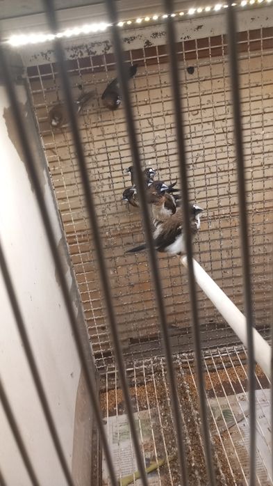 Canários e exóticos