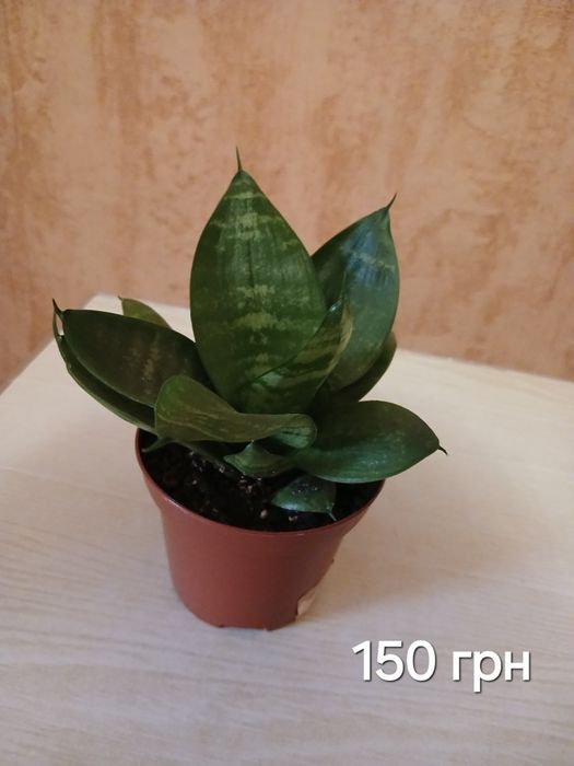 Сансев'єрія низька ханні Спатифілум  Денежное дерево