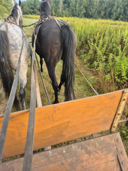 Klacz małopolska dopłatowa