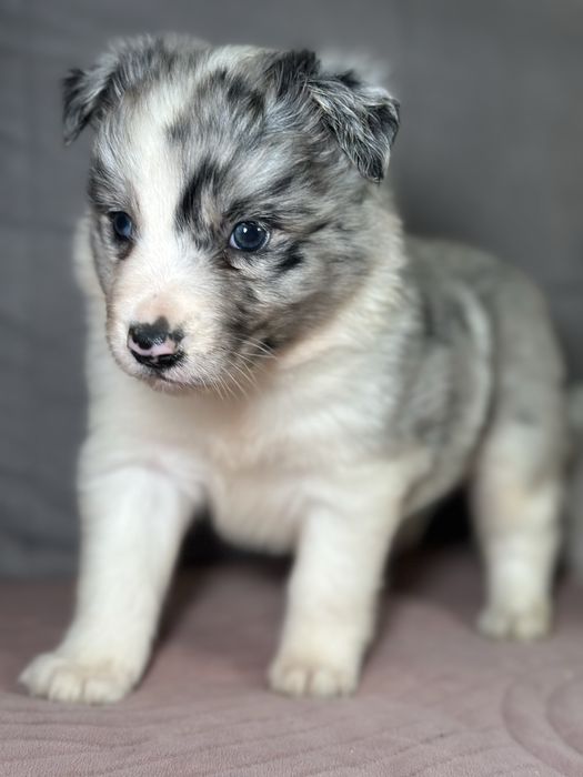 Suczka border collie blue merle do rezerwacji