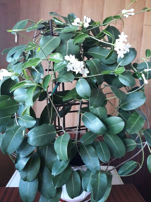 Стефанотіс, мадагаскарський жасмін, вінок нареченої, венок невесты