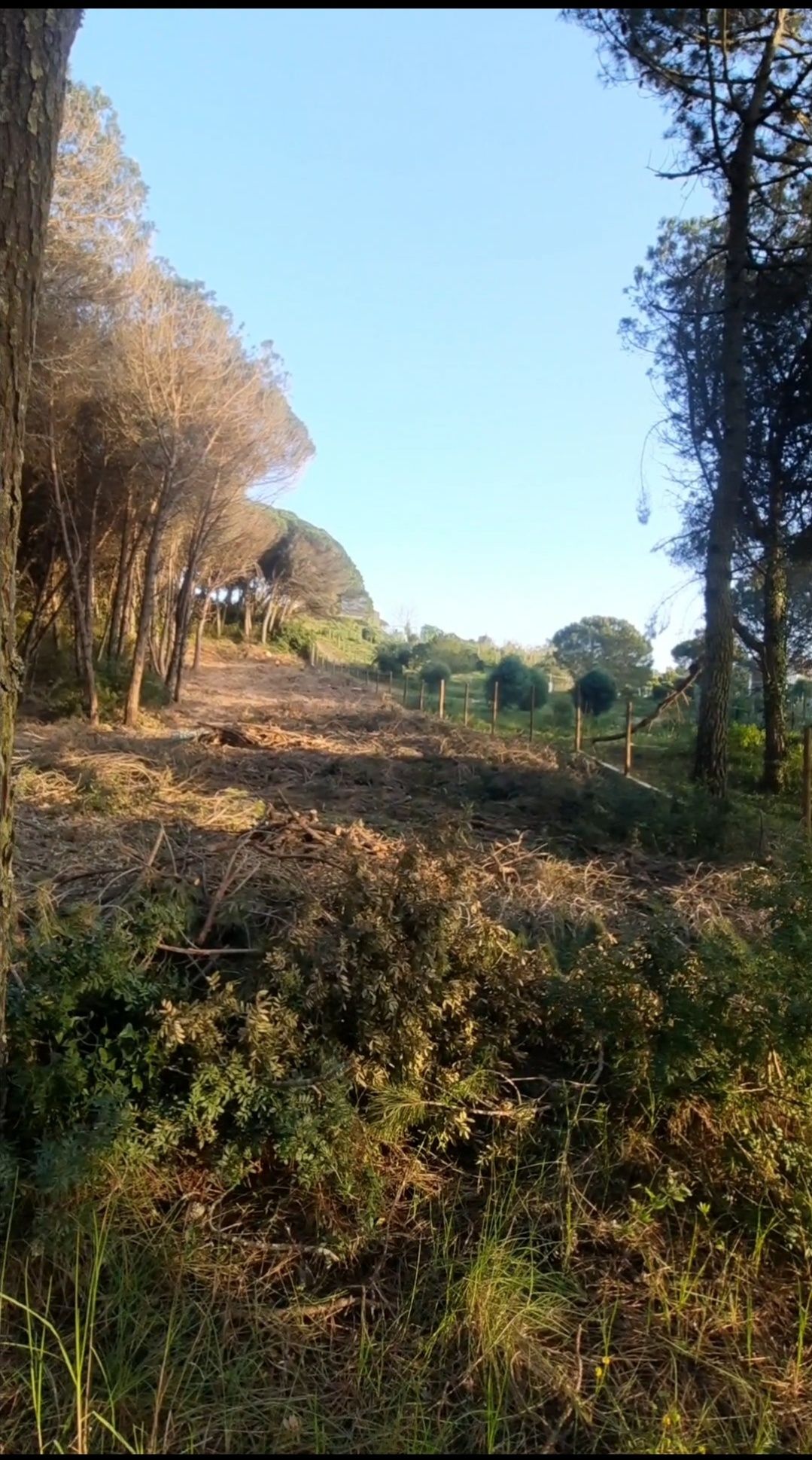 Limpezas de terrenos corta mato