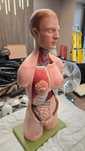Model anatomiczny , manekin / fantom do nauki anatomii