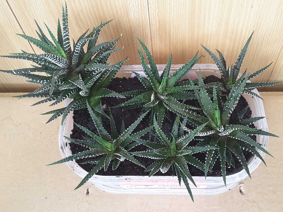 Суккуленты - ХАВОРТИЯ, ТОЛСТЯНКА (Денежное дерево) и др.