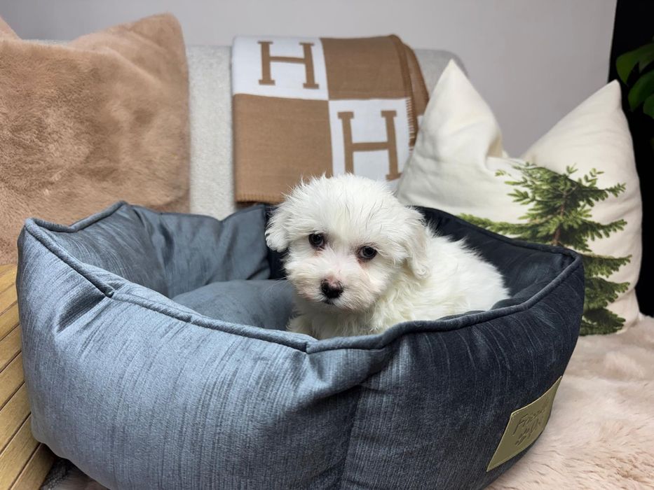 maltanczyk szczeniak