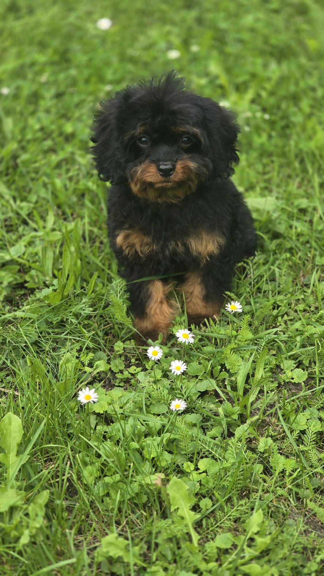 Cavapoo urocze szczenię
