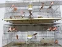 20 aves disponíveis,posso  fazer 2 lotes de 10. Arlequim português.