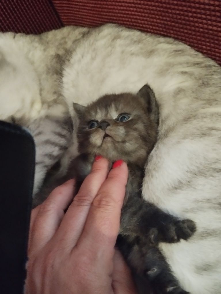 Шотландский котёнок