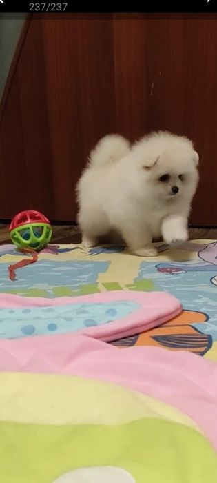 Померанский шпиц. Девочка