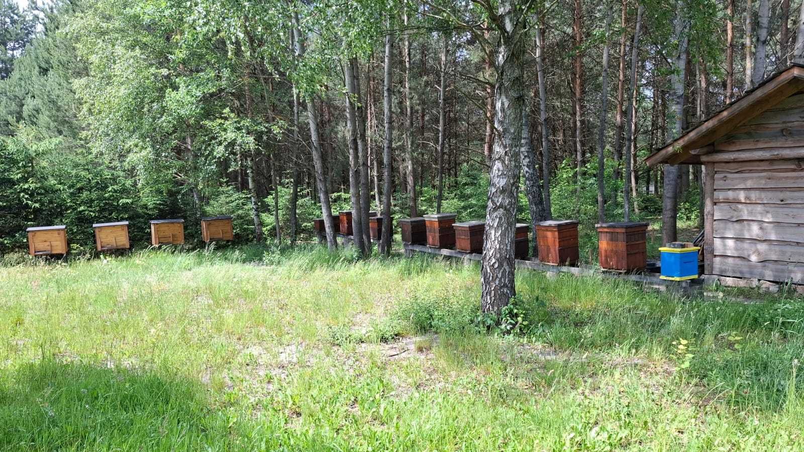 Nowe Ule Wielkopolskie z pszczołami