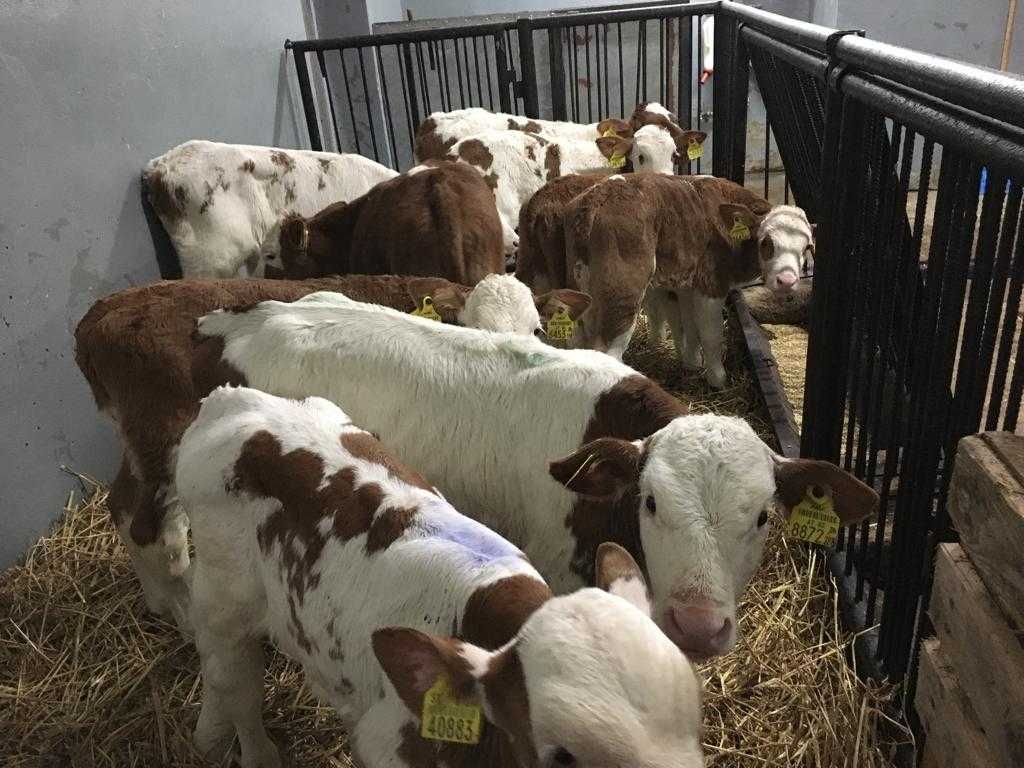 Cielęta,Byczkli rasy mięsnej 80 - 100 kg