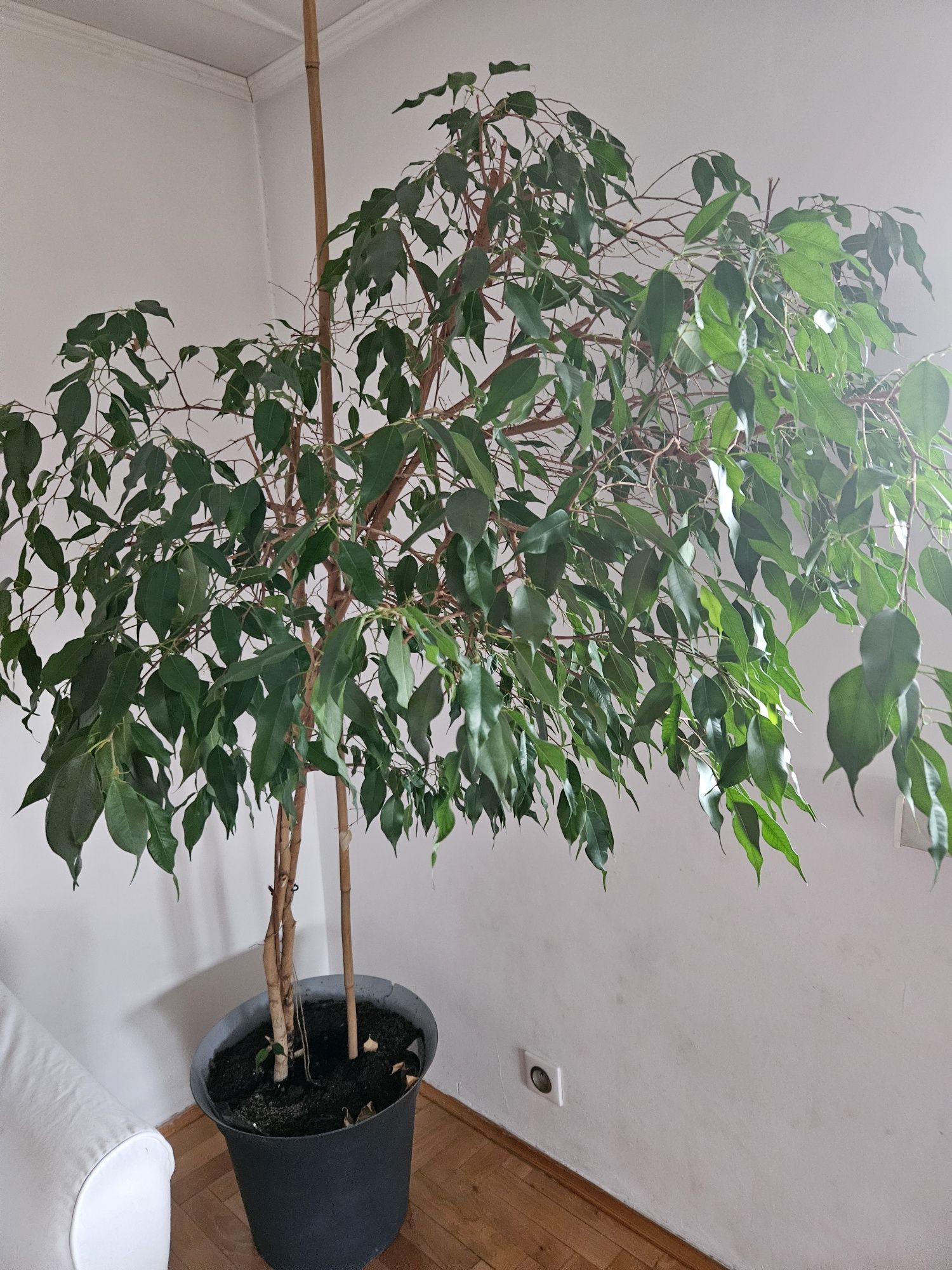 Fikus Benjamin 170 cm