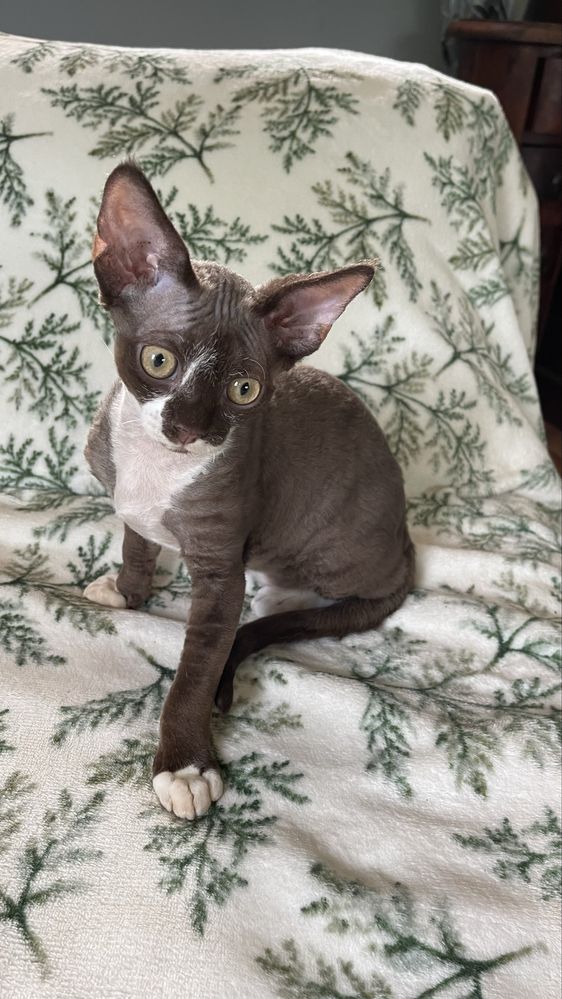 Devon rex czekoladowo bialy kocurek, FPL rodowod