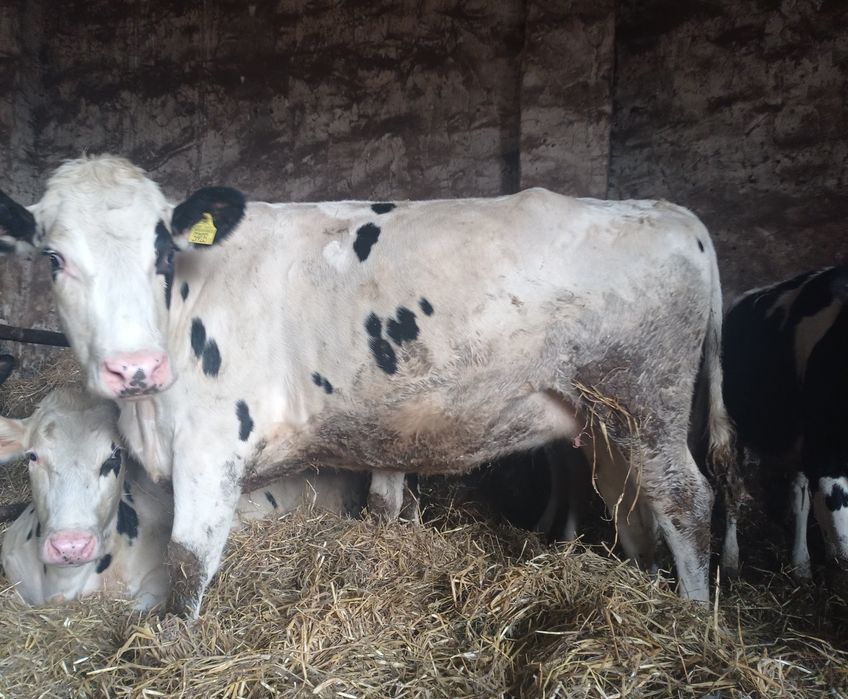 Jałówki cielne   styczeń/luty