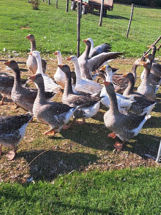Sprzedam parę gęsi z 2025