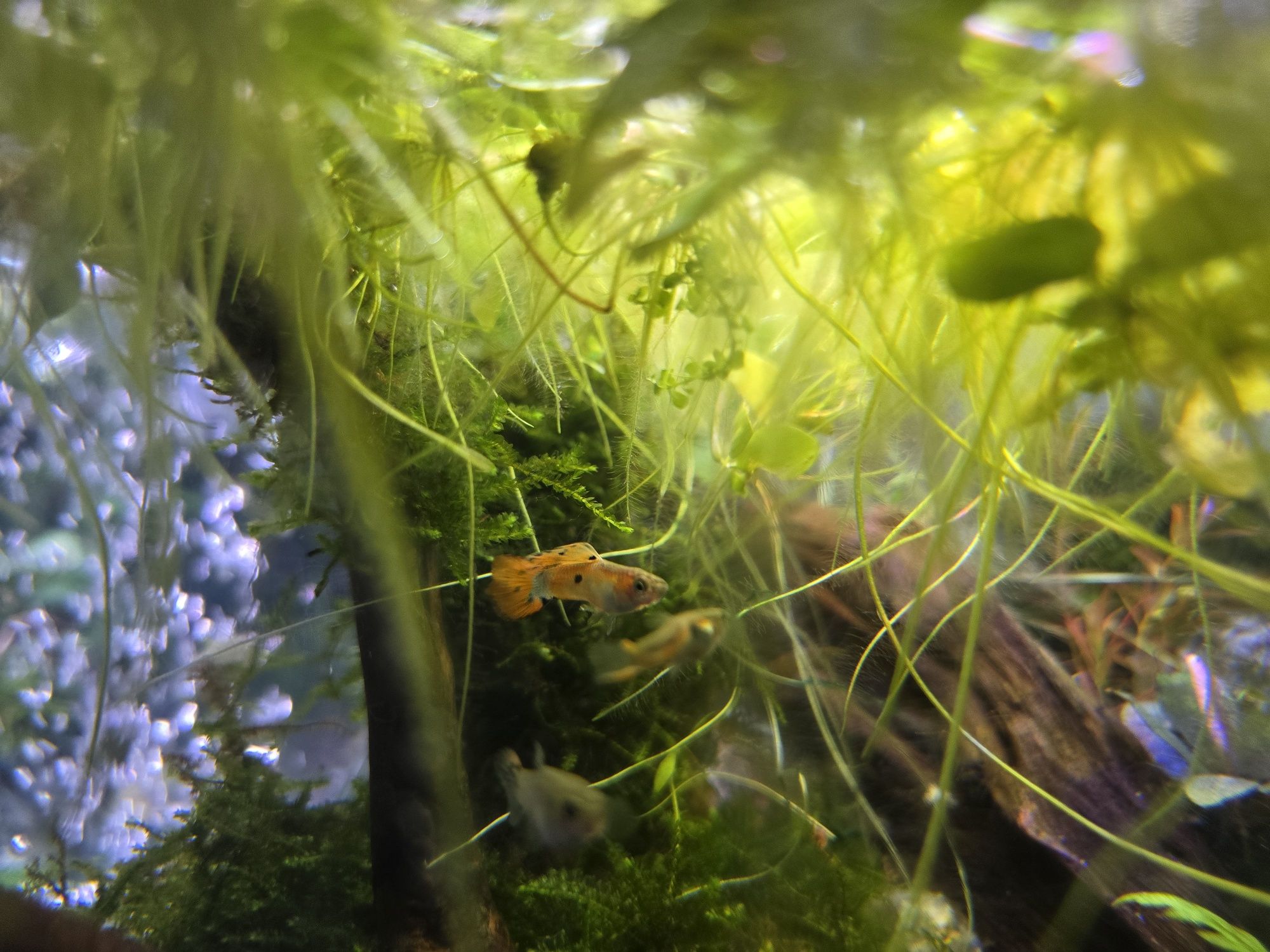 Vendo guppy Macho e fêmea