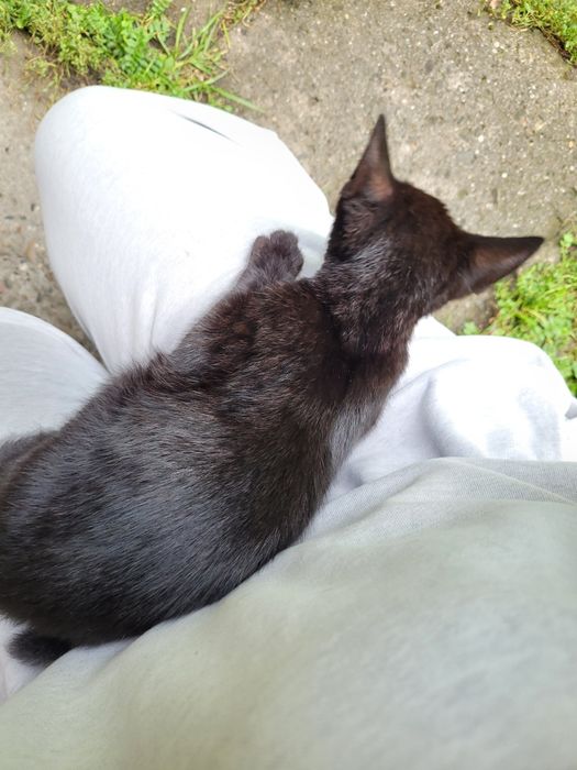 Pilne! Oddam 5 miesięcznego kocurka!