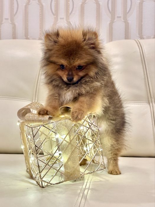 Эксклюзивные мини малыши померанского шпица