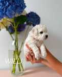 Bichon frise FCI