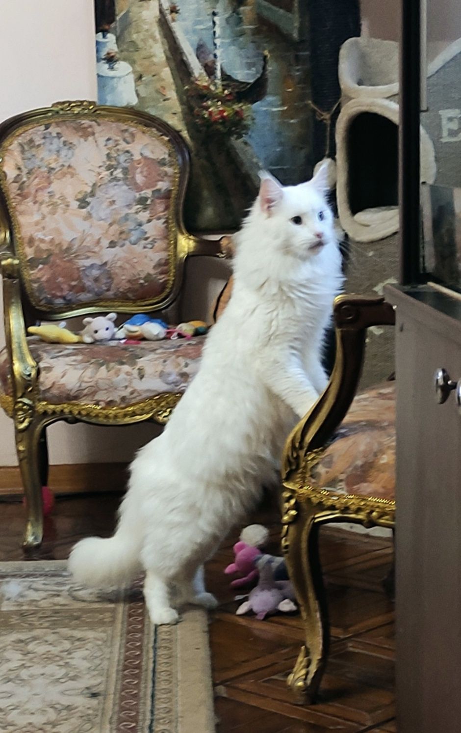 Распродажа чистокровных котят Мейн Кун от питомника