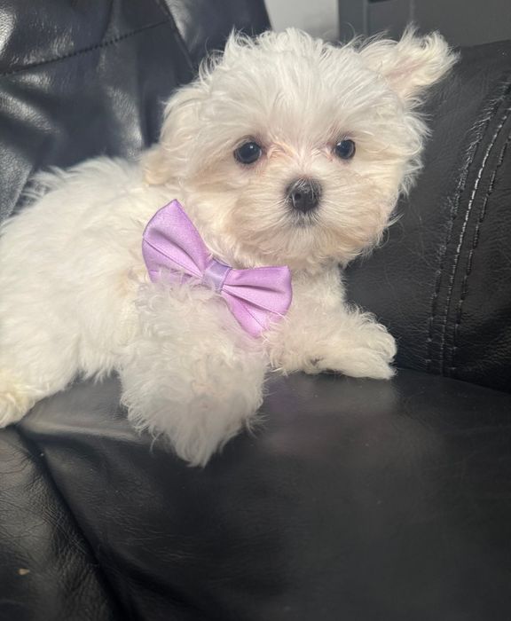 Maltańczyk Gotowy od 8 listopada