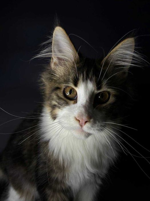 Мейн-кун дівчинка з документами, вакцинами та доставкою по Україні