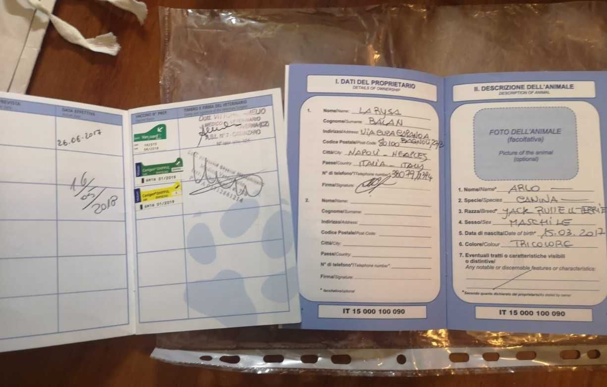 Джек-Рассел Тер'єр. В'язка.