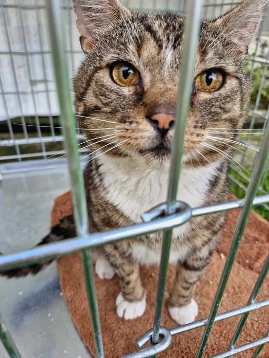 Morusek szuka domu wychodzącego, domu z ogrodem