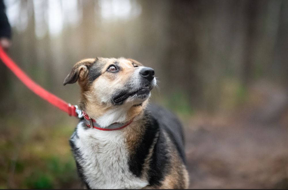 Niesamowita Osika do adopcji, za darmo.