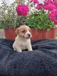 Sunia Jack Russell terrier ZkwP FCI