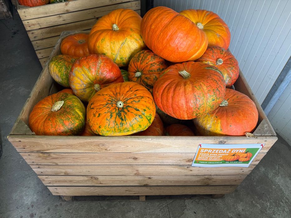 Sprzedam dynie do marynowania