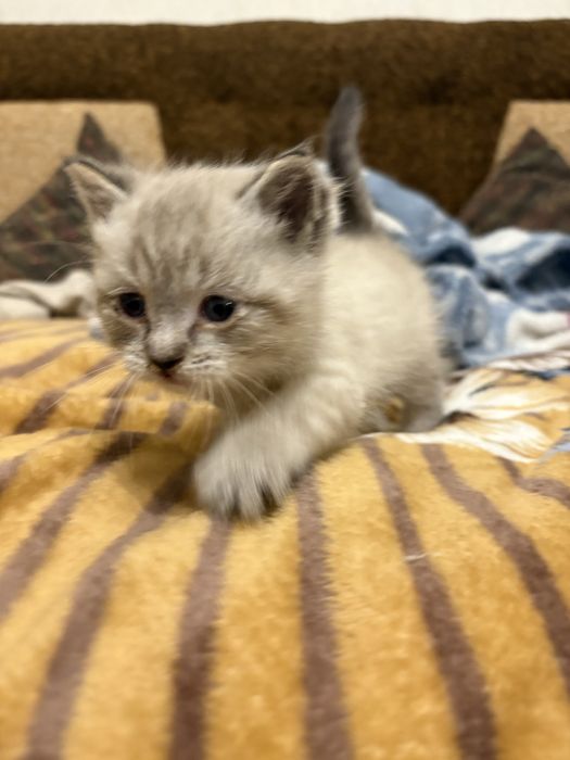 Відаю котика