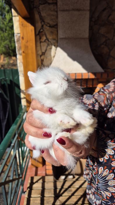 Coelhos Anões bebés com 2 meses.