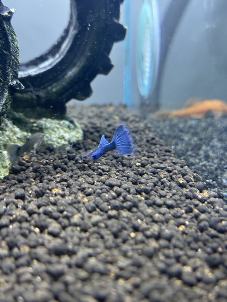 Guppys lazuli dumbo casal