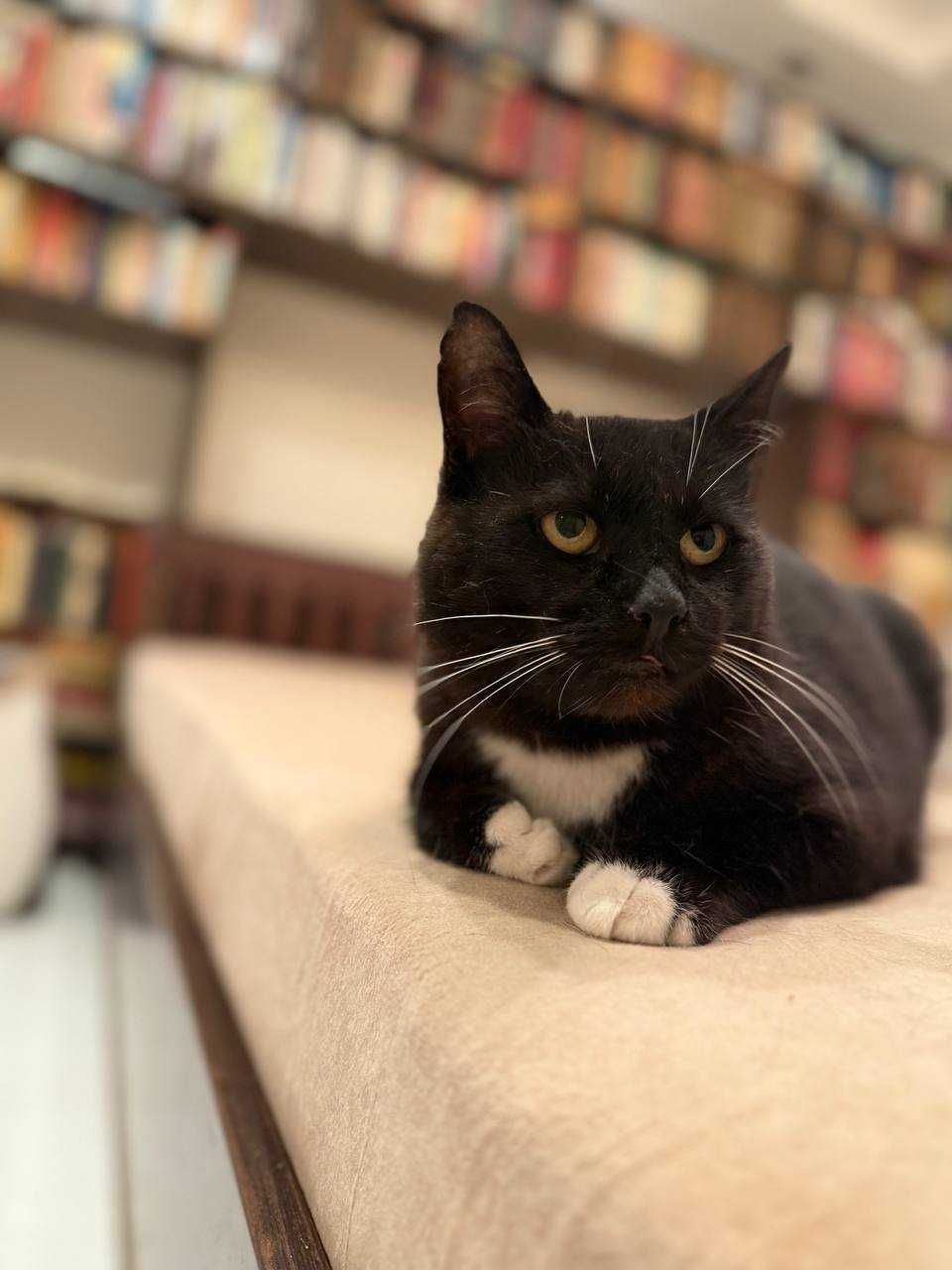 найніжніший котик в світі, лагідний кіт,муркотун