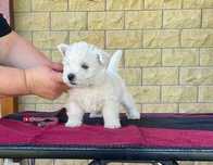 Вест Хайленд Уайт Тер'єр/West Highland White Terrier цуценята puppies