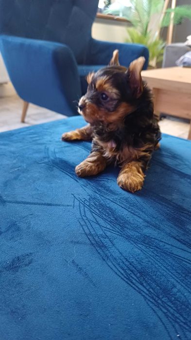 Piękna suczka Yorkshire Terrier w kolorze czarno-złotym