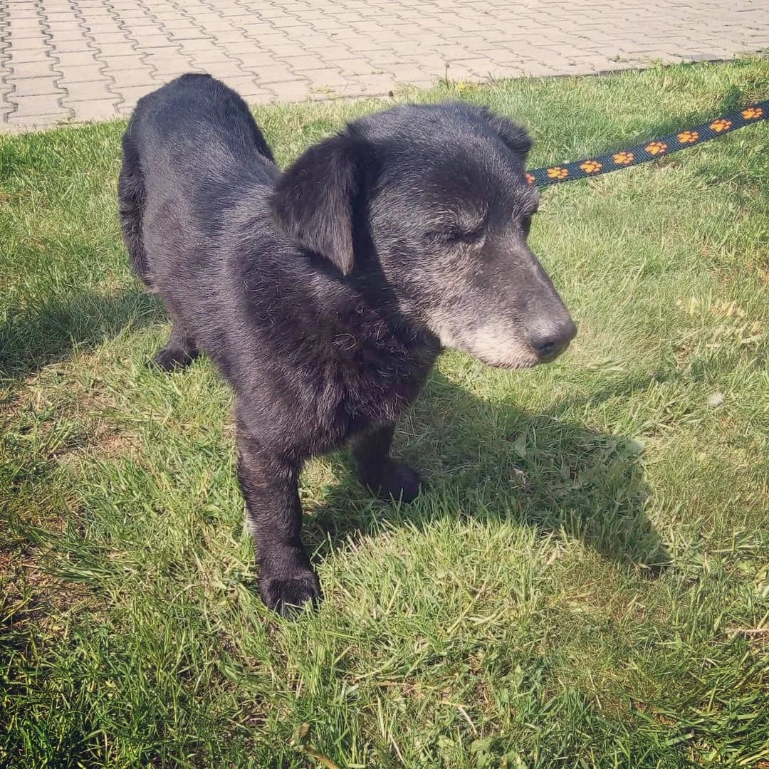 Pilne! Dom tymczasowy lub stały dla starszego psa... adopcja!