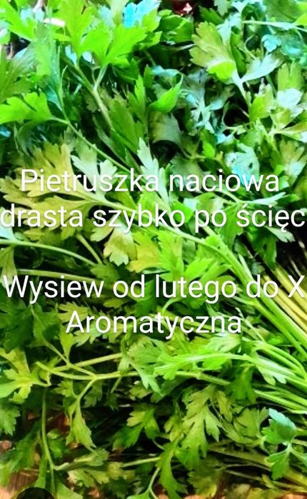 Fasolnik czerwony włoski Fasola 60 cm tyczna