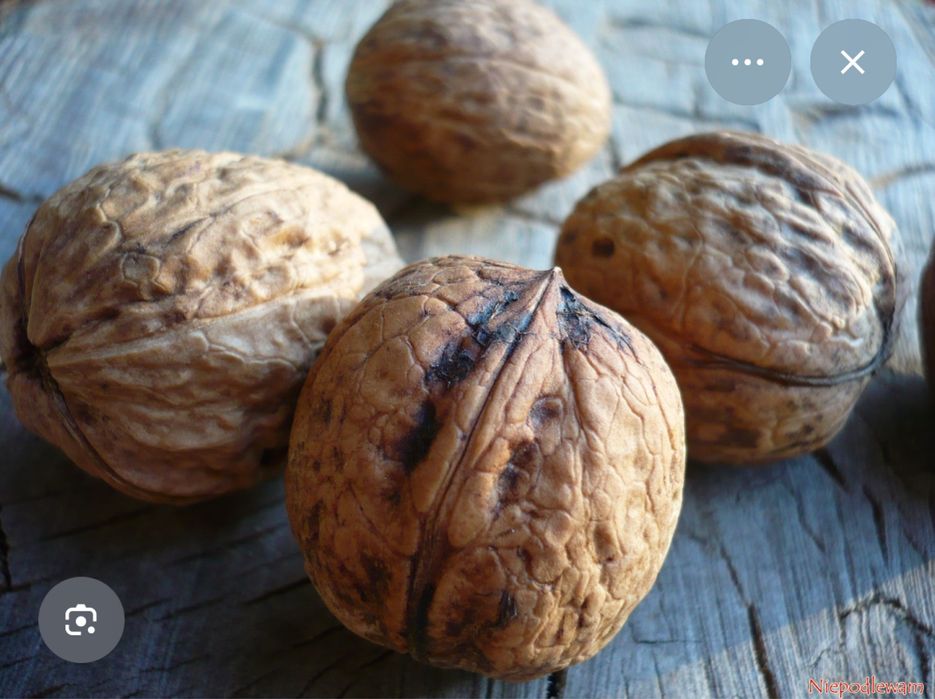 Orzechy włoskie niełuskane