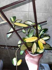Hoya hoja acuta yellow variegata cięty szczyt