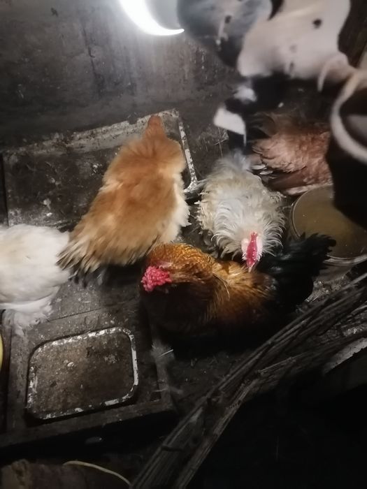 Куры корольки помеси выставочный пород